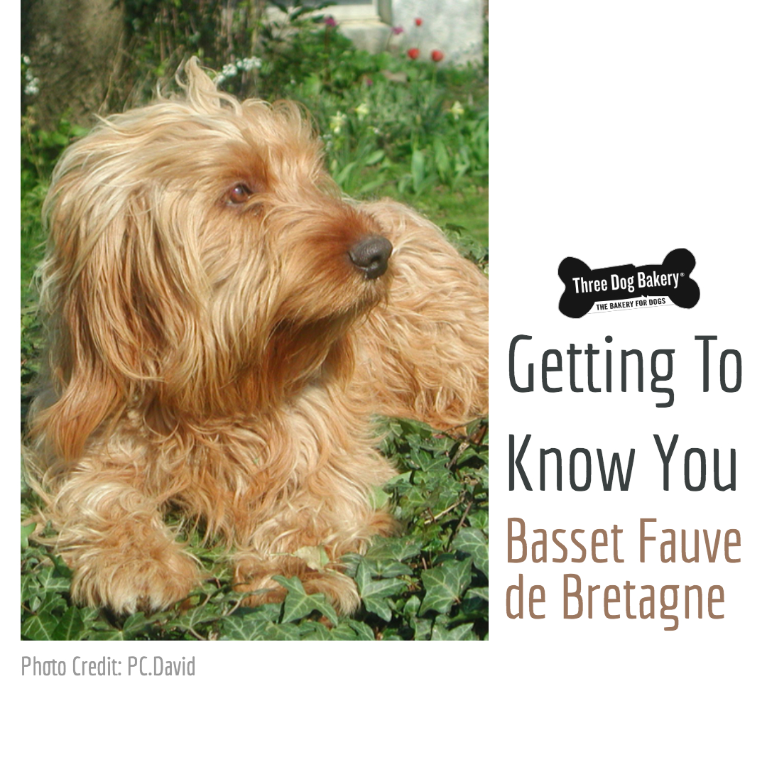 Getting To Know You Basset Fauve De Bretagne Three Dog Bakery