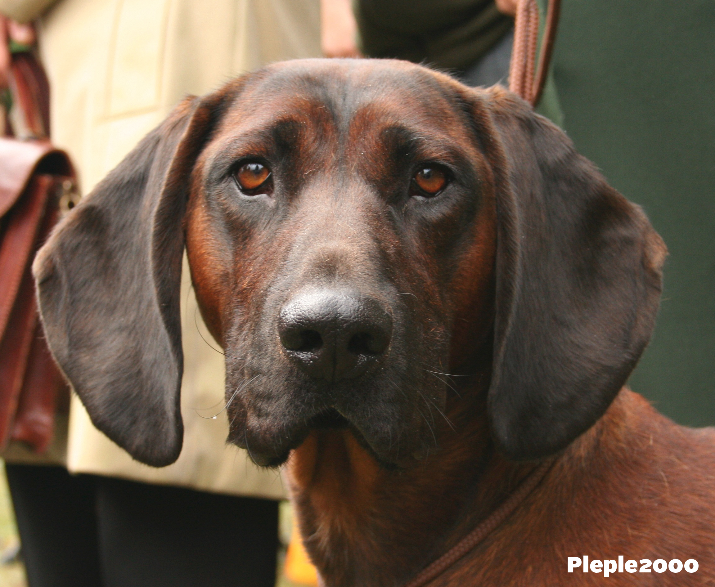 Getting To Know You Bavarian Mountain Scent Hound Three Dog Bakery