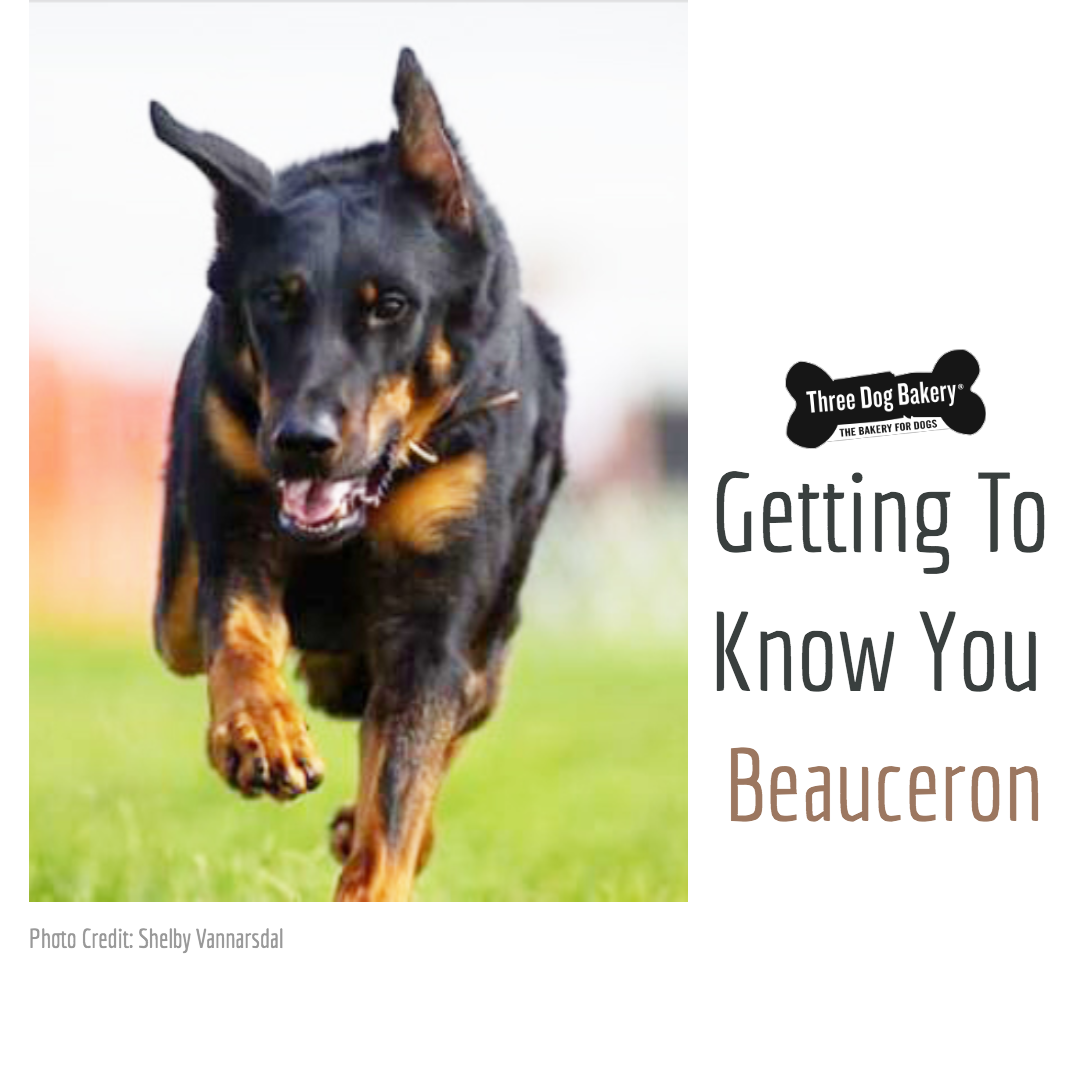 beauceron guard dog