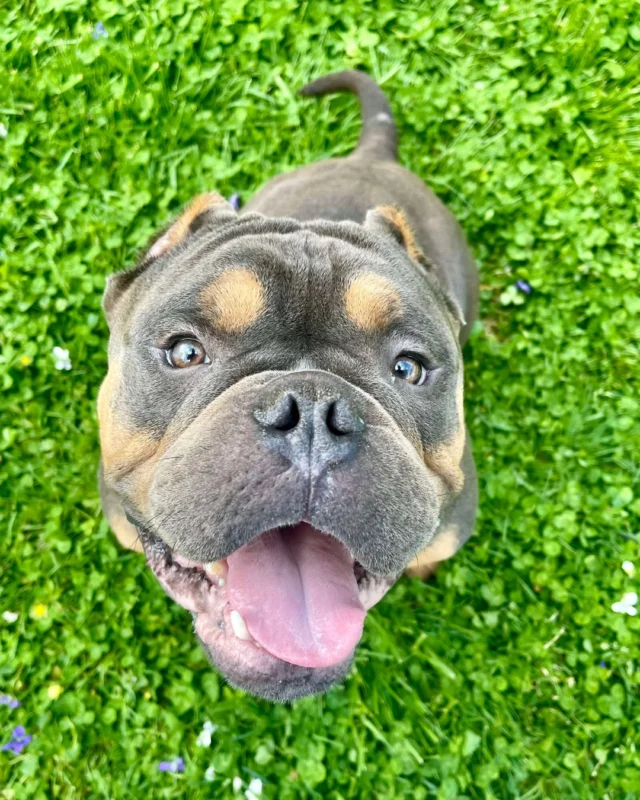 In honor of National Adopt a Shelter Pet Day, let's get these pups a home! 💜 🏠We're proud to partner with @missouripitbullrescue to help unite rescue dogs with their future parents.Stonewall, Prunella, Peeps, Jar Jar Binks, Blaire, Steven, Matilda, Marty, Barnaby, Falabella and others are anxiously waiting to meet their new best friend!Are you or someone you know ready to welcome a new furry family member? Learn more about the MPR adoption process 🐶 mopitbullrescue.org#rescuedog #shelterdog #adoptadog #pitbullsofinstagram #pittie #threedogbakery