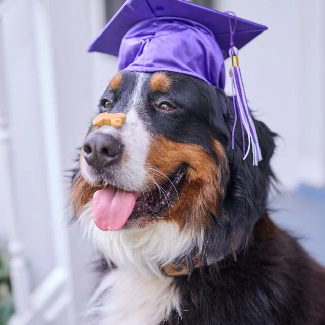 And graduating with the honors of being the goodest boy… my dog and my dog only. 🎓#threedogbakery #dogtreats #graduation