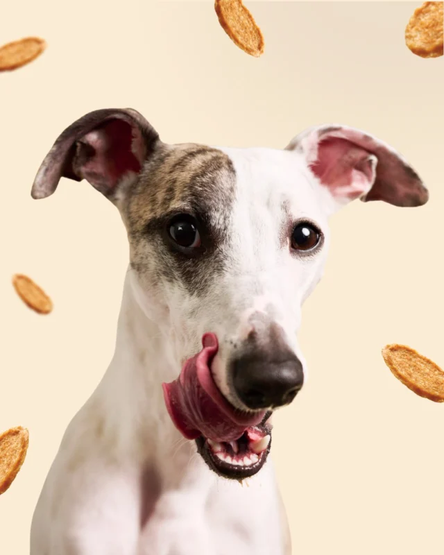 Give your pup the high protein treat they’ve been drooling for. Our Bark'N Crunch! Chicken Chips are made with 100% real chicken and extra crunch in every bite. 🐔Grab some for your pup on @Amazon! 📦#threedogbakery #barkncrunch
#chickenchips #dogtreats