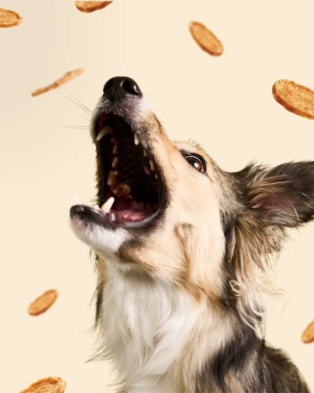 Crunchy, chicken-y, and easy to munch on. Your pups will be barkin’ and crunchin’ their way to happiness with our new Bark’N Crunch! Chicken Chips, made from 100% REAL chicken (and only chicken). 🐔Snag a bag on @Amazon with the link-in-bio! 📦#threedogbakery #barkncrunch
#chickenchips #dogtreats